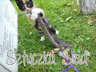 Konkurs u Pusio - Mój bohater :3