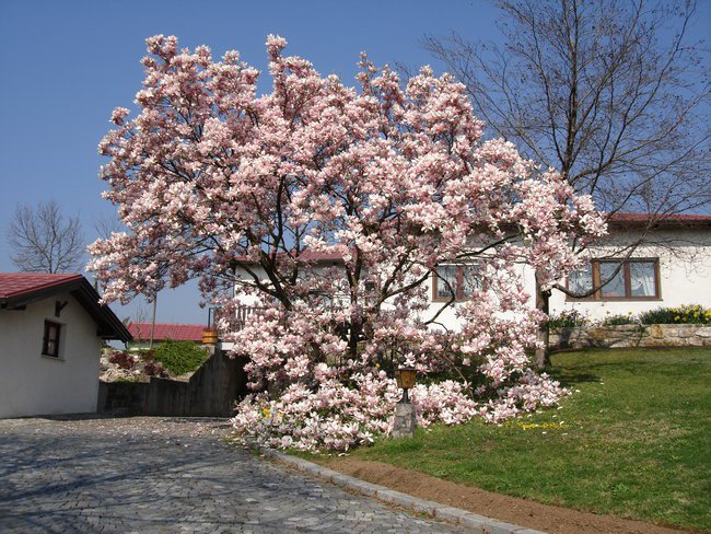 KWIAT    MAGNOLII