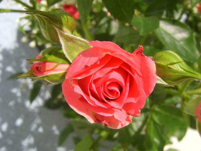 milego  dnia  ------buziaczki