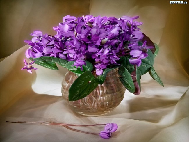 DLA PRZYJACIOL BOGUSIA