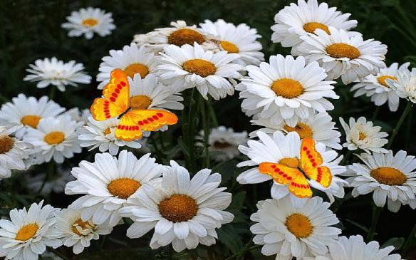 Wesolych Swiat....ALLELUJA