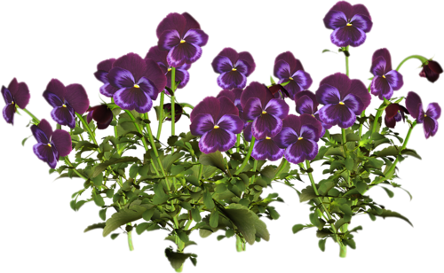 POZDROWIENIA WIOSENNE