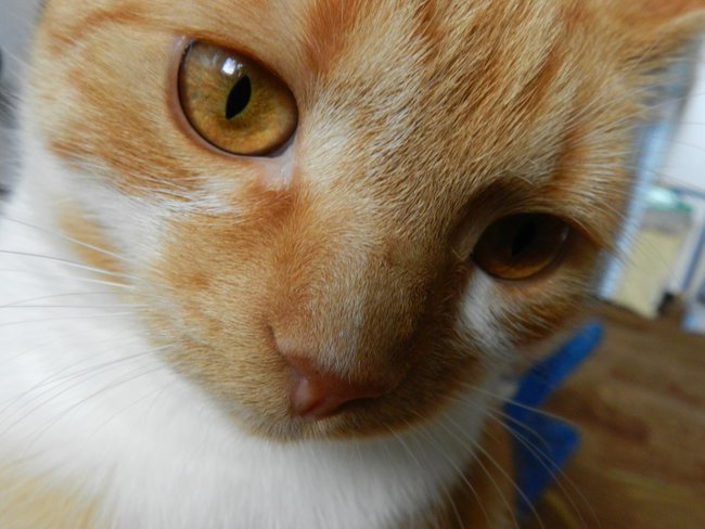 Moja miłość RUDASEK 01.05 2014 r. twoje 3 urodziny