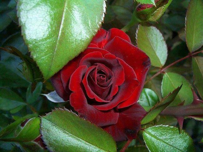 CZY MÓWIŁAM CI JUŻ,ŻE CIĘ KOCHAM