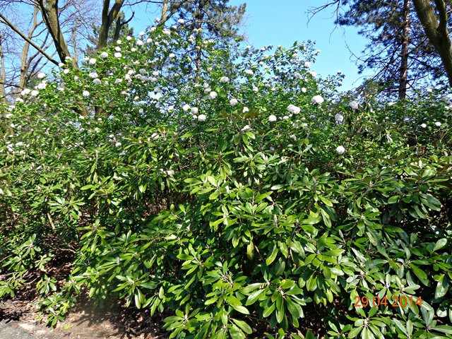 Ogród Botaniczny w Powsinie