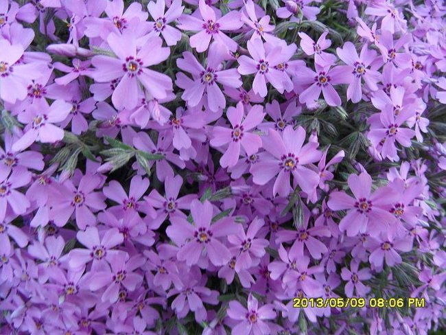 JANINAMONIKA =KWIATY