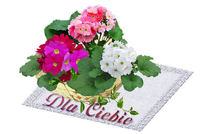 DROGA MAMO - SkalarUS