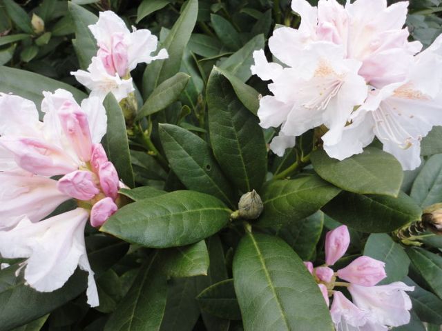 De  Lancastrer  feat . Arjun - El  Kondor  Pasa