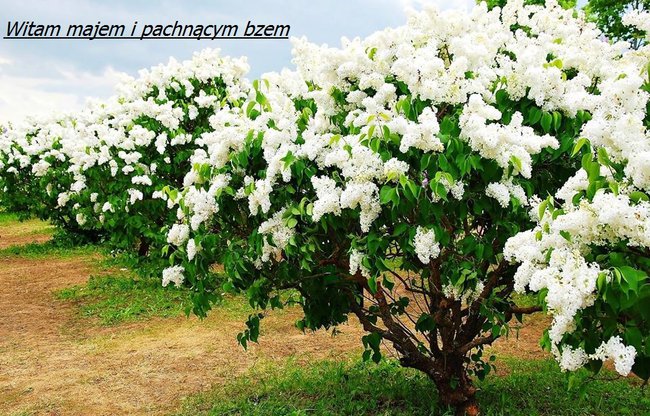 W maju cudnie pachnie bez