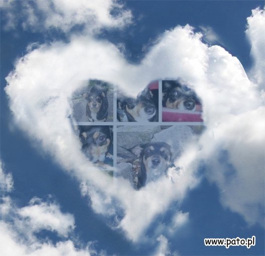 kochane psiaki ktore przekroczyły tęczowy most