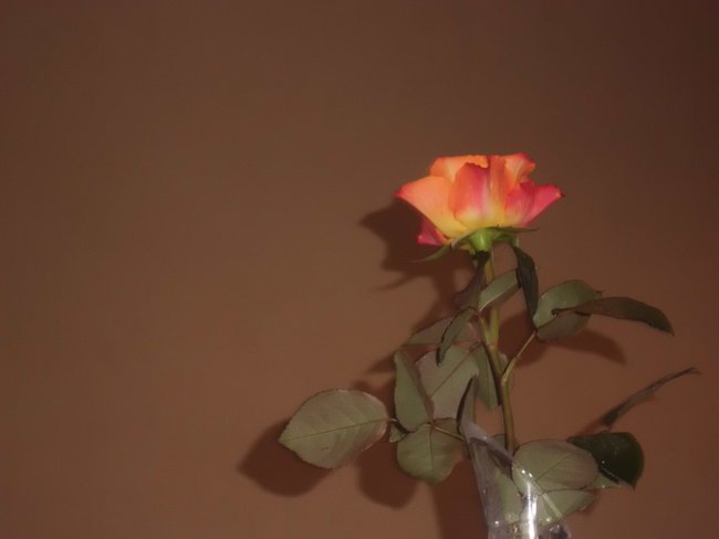 św.Andrzejja Boboli 16 .05 imieniny naszego Tatulka