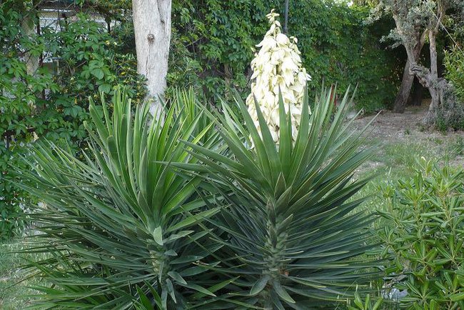 Z  DEDYKACJA DLA ELI