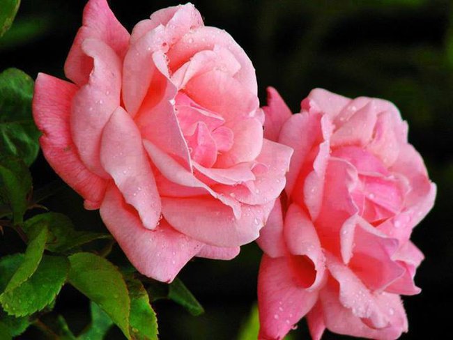 To dla  Ciebie Przyjacielu