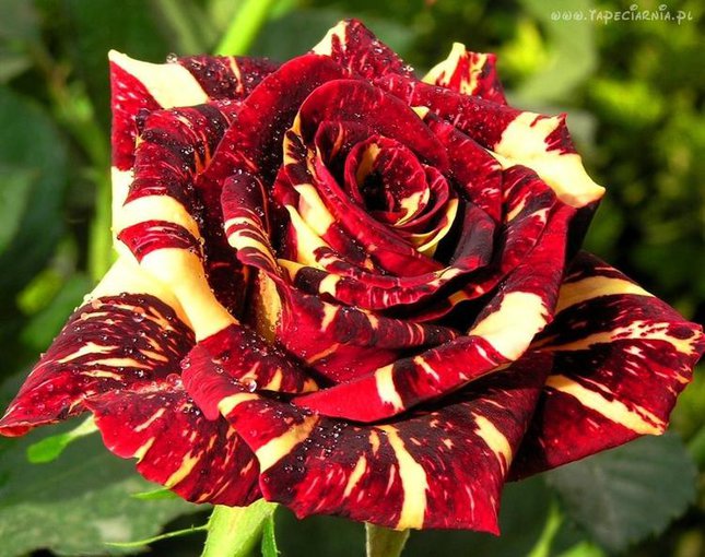 KOCHAJ MNIE BARDZO...