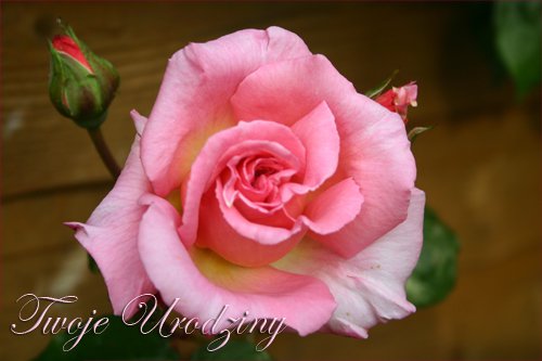 DLA ZOSI W DNIU 40 URODZIN