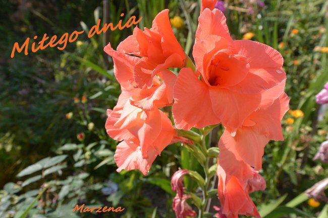 najpiękniejsze kwiaty