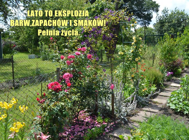 ACH!TY MOJE LATO PACHNĄCE,JAK JA SIĘ TOBIE ODWDZIĘCZĘ?