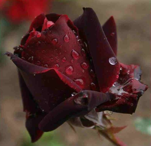 Ś P Kochanej Przyjaciółce Janinie.