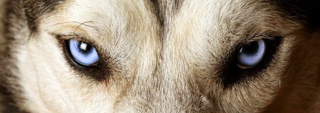 SFORA   ELITARNY ODDZIAŁ PANCERNY