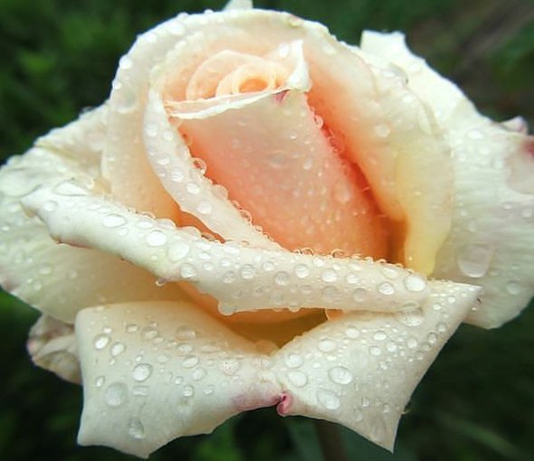 PIERWSZA MIŁOŚĆ...