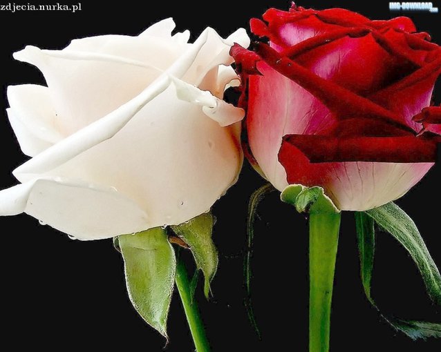 MIŁEGO WIECZORU ORAZ KOLOROWYCH SNÓW PRZYJACIELE