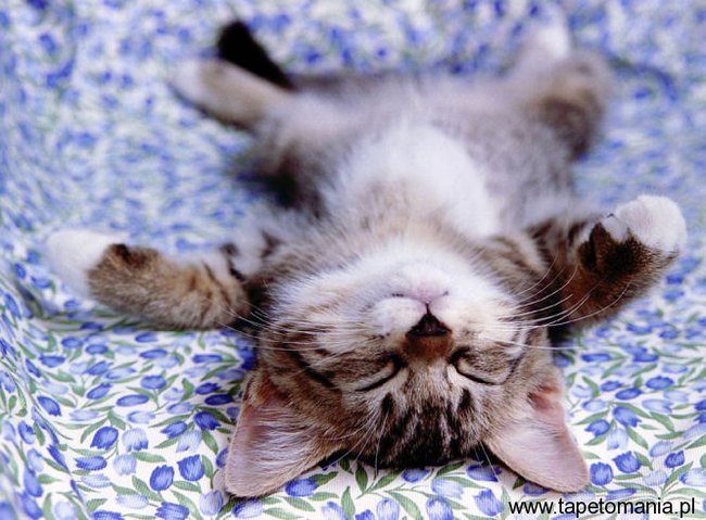 Dla kochanej Alice.:-)