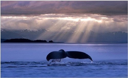 Kocham ciebie  dziewczyno.