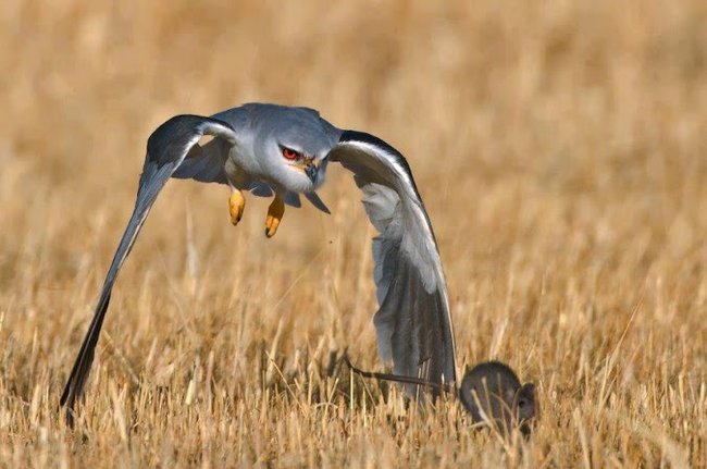 Piękno kwiatów i ptaków