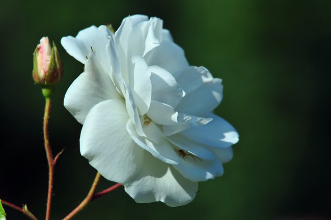 Posyłam kwiaty - niech powiedzą one to, czego usta nie mówią stęsknione...