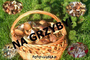 NA GRZYBY!