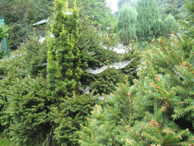 Głucholazy 2014r turnus