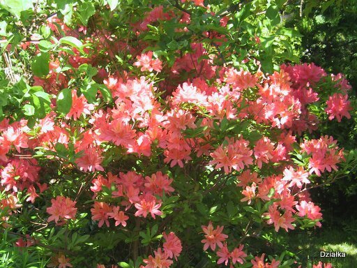 działka latem i jesienią