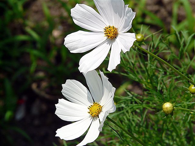 A wszystko te czarne oczy....