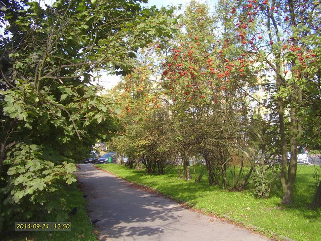 Moje ulubione dorośleją