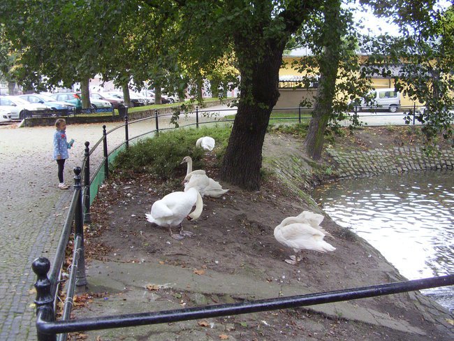 Łabędzi śpiew .. jeszcze nie