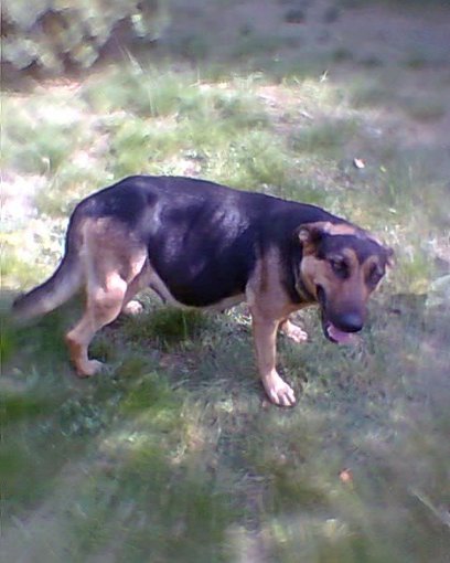 bezdomne zwierzaczki