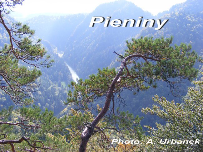 PIENINY