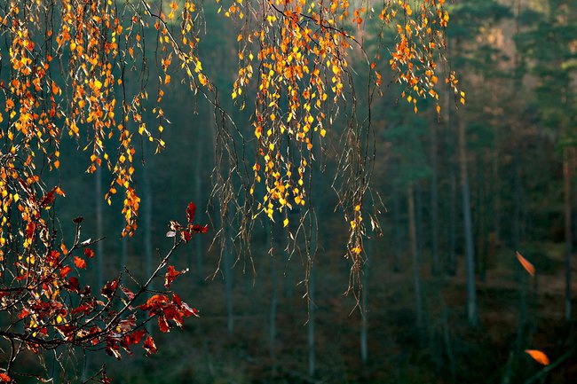 PIĘKNA PANI JESIEŃ