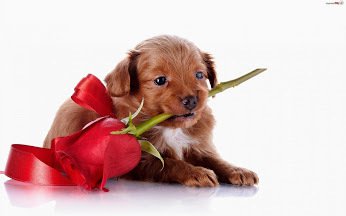 urodzinowo- imieninowy