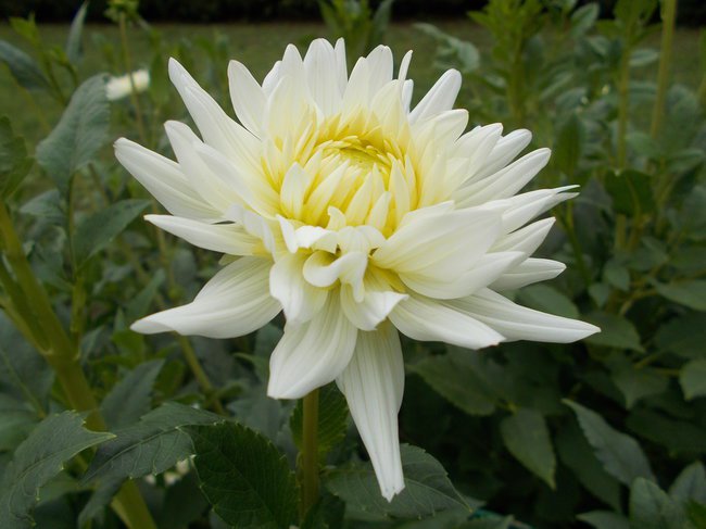 MON ANGE...BIAŁY ANIOŁ