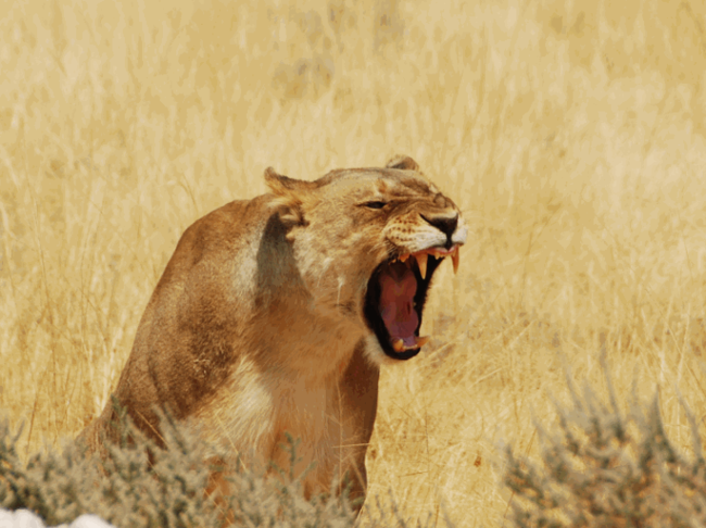 Animals - Martin Garrix