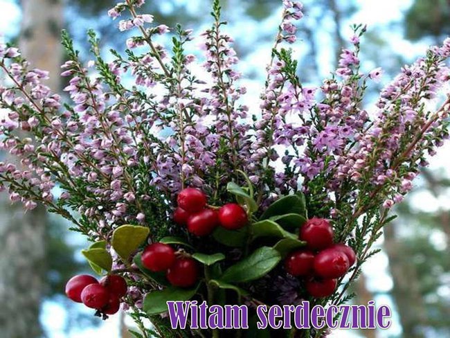 Pawełku na 31 twe uriodziny-tesciowie życzą