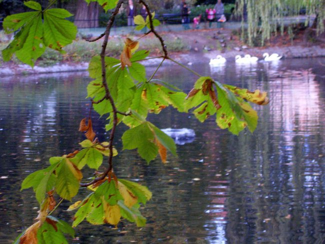 Jesienne dla Przyjaciół