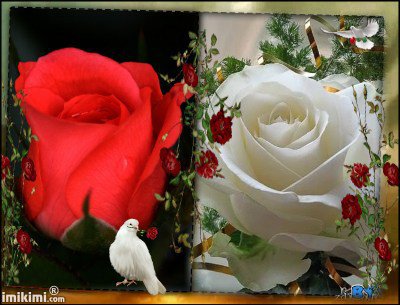 DLA    MILEGO  I  SYMPATYCZNEGO   PRZYJACIELA  Z  NK  ;;;  ZDZISIA  ;;;;