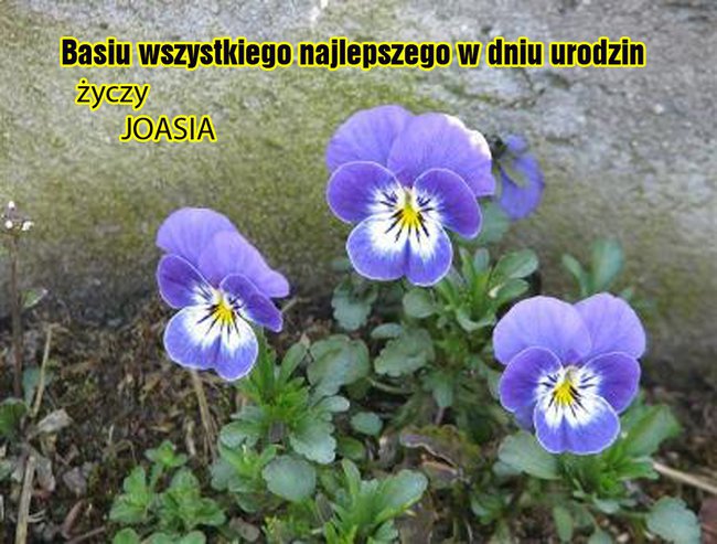 Lata 20 lata 30  --- ----   Życzenia urodzinowe dla BASI z Hamburga