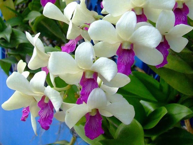 Wszystie kwiaty dla Was kochani.