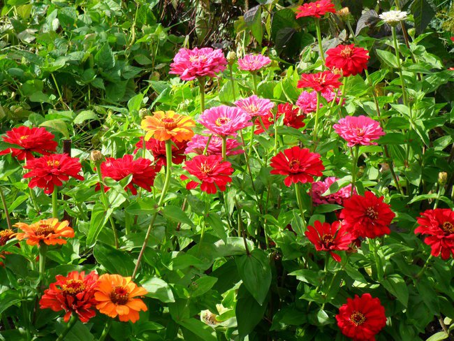 Nasze kwiaty na działkach - Piękne ....