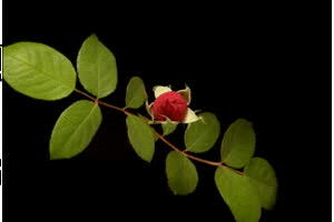 Tadeusz  twoje urodzinki dzisiaj są....