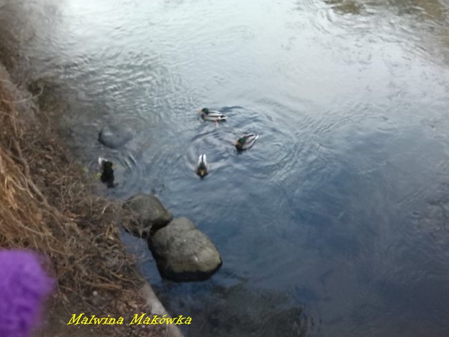 Bydgoszcz pod obiektywem