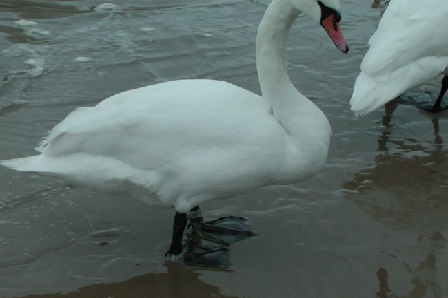 Kocham Cię Kochanie